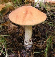 Leccinum aurantiacum.